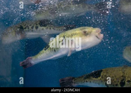 Fugu oder Kugelfisch sind Luxusfische, die in Japan das ganze Jahr über als Zutaten für Lebensmittel verwendet werden. Diese Fische sind tatsächlich giftig. Stockfoto