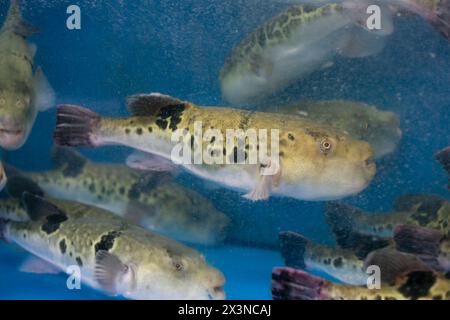 Fugu oder Kugelfisch sind Luxusfische, die in Japan das ganze Jahr über als Zutaten für Lebensmittel verwendet werden. Diese Fische sind tatsächlich giftig. Stockfoto