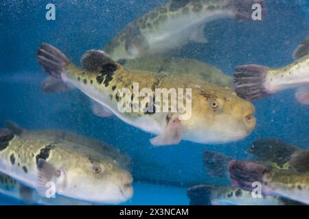 Fugu oder Kugelfisch sind Luxusfische, die in Japan das ganze Jahr über als Zutaten für Lebensmittel verwendet werden. Diese Fische sind tatsächlich giftig. Stockfoto