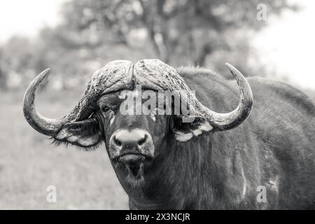 Ein einsames Büffelporträt aus dem Timbavati Private Nature Reserve, Südafrika. Stockfoto