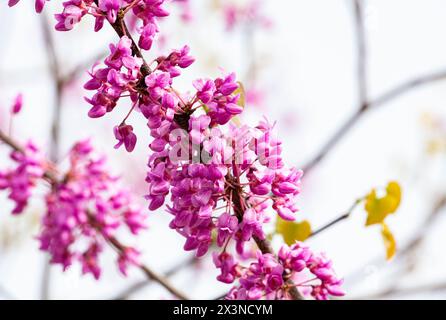 Baum im Garten Eines blühenden Baumes mit rosa Blumen. Zweig Mit Rosafarbenen Blumen Des Judas-Baumes. Nahaufnahme. Stockfoto