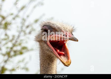 Porträt eines nordafrikanischen Straußes oder eines Rothals-Straußes Struthio camelus camelus, auch bekannt als Berberstrauß, Familie Struthionidae. Stockfoto