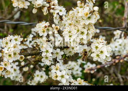 Bienen und Insekten sammeln im Frühjahr fleißig Nektar von einem Apfelbaum Stockfoto