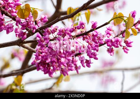 Europäischer Cercis oder Judas-Baum oder europäischer Scharlach. Nahaufnahme rosa Blüten von Cercis siliquastrum. Cercis ist ein Baum oder Sträucher, eine Art der Stockfoto