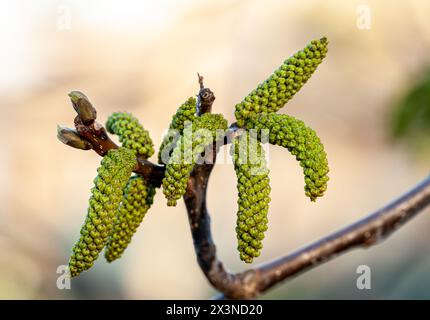 Walnussblüten. Walnuss Juglans regia Catkins Blumen auf einem Baum Makrodetail blühende Frühlingsgrüne Blätter von Pflanzen gegen den Himmel in der Stockfoto