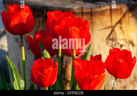 Besonders bei Hinterleuchtung sind rote Tulpen sehr beeindruckend und verursachten den ersten Börsencrash in der Weltgeschichte Stockfoto