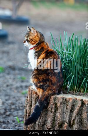 Bild einer sehr schönen Katze, während sie auf einem Baumstamm saß und ihre Beute betrachtete. Stockfoto