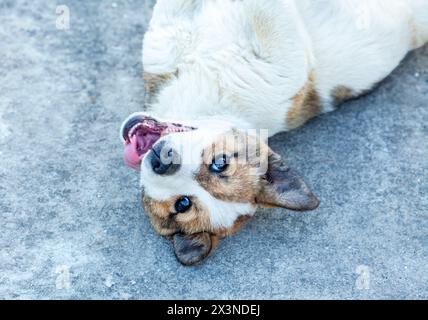 Das Bild eines sehr süßen und liebenswerten kleinen Hundes, während er mit seinem Besitzer spielt. Der Hund ist sehr verrückt. Wer ist der Freund des Menschen. Stockfoto