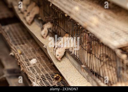 Weiße Wachtel in einem Käfig Nahaufnahme. Wachtelfarm Stockfoto