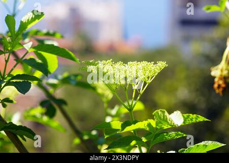 Blüten beginnen an einem Zweig der Sambucus nigra-Pflanze aus der Familie Adoxaceae zu blühen. Holunderblüte - Pflanzen Europas. Stockfoto