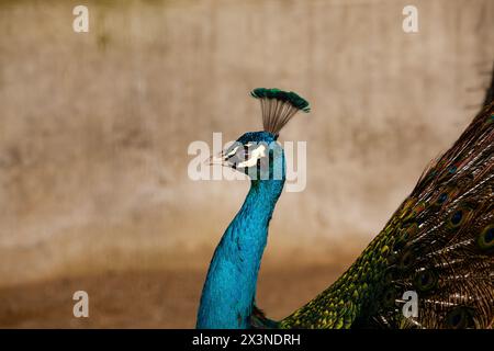Pfau - Pfauen mit offenen Schwanz, schöne Vertreter Exemplar der männlichen Pfau in der großen metallischen Farben Stockfoto