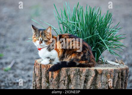 Eine sehr schöne Katze mit mehreren Flecken in verschiedenen Farben überrascht zu sehen, wie sie an einem Holzstamm nagt. Stockfoto