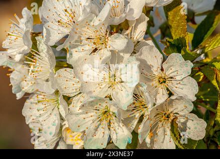 Blühender Birnenbaum. Weiße üppige Blumen auf einem Birnenbaum. Frühlingsblüte Hintergrund Stockfoto