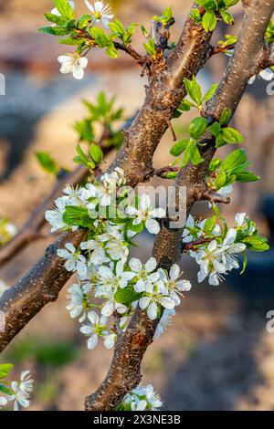 Blühende Pflaumenbäume blühen im Frühling im Sonnenlicht. Weiße Frühlingsblumen auf dunklem Hintergrund Stockfoto