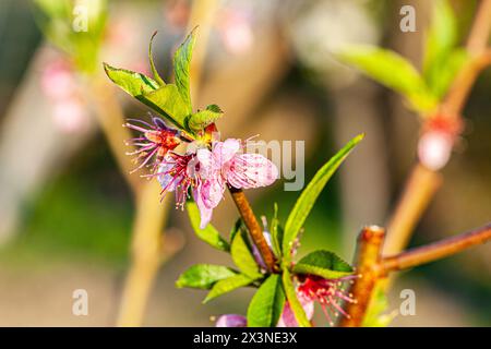 Rosa Pfirsich-Blumen blühen auf Pfirsich-Baum im Hintergrund des blauen Himmels, selektiver Fokus Stockfoto