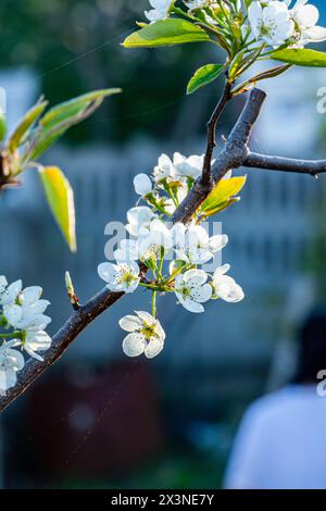 Weiße Blüten in Makro. Blühende Bäume. Biene auf einer weißen Blume. Zweig eines Baumes mit weißen Blüten Stockfoto