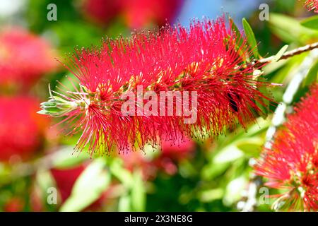 Nahaufnahme eines kallistemonstrauchs während der Blüte - eine ungewöhnliche hellrote Blume mit vielen Staubblättern. Stockfoto