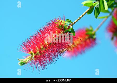 Ein Paar hellroter Blumen vor einem blauen Himmel - Nahaufnahme eines kallistemonbüschels während der Blüte Stockfoto