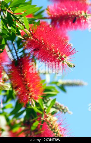 Callistemon-Busch blüht vor einem klaren blauen Himmel. Pinsel während der Blüte. Stockfoto