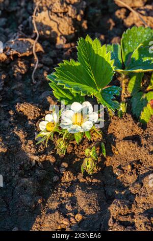 Frische grüne Erdbeersträucher mit Blumen im Garten während des Tages Stockfoto