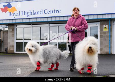 Royal Highland Centre Hundeshow Schottland schottischer Zwinger Club Stockfoto