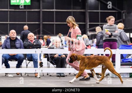 Royal Highland Centre Hundeshow Schottland schottischer Zwinger Club Stockfoto