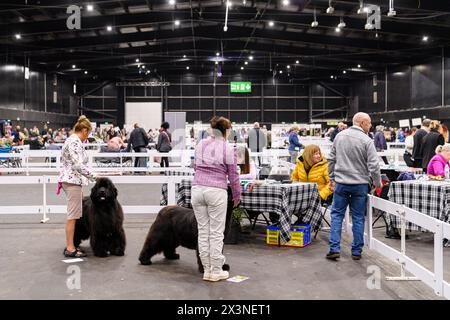 Royal Highland Centre Hundeshow Schottland schottischer Zwinger Club Stockfoto