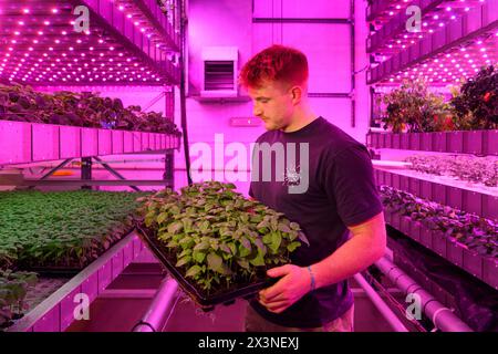 James Hutton Institute vertikale Indoor Farm Hydroponic Grow Room Inteligent groth Solutions Food Stockfoto