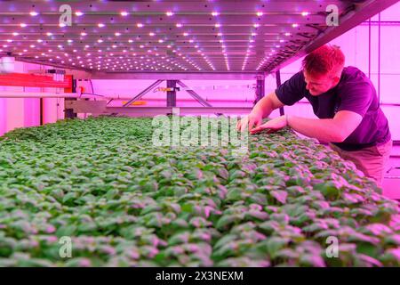 James Hutton Institute vertikale Indoor Farm Hydroponic Grow Room Inteligent groth Solutions Food Stockfoto