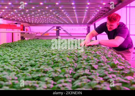 James Hutton Institute vertikale Indoor Farm Hydroponic Grow Room Inteligent groth Solutions Food Stockfoto