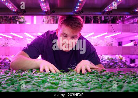 James Hutton Institute vertikale Indoor Farm Hydroponic Grow Room Inteligent groth Solutions Food Stockfoto