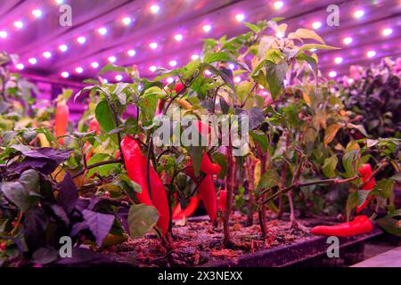 James Hutton Institute vertikale Indoor Farm Hydroponic Grow Room Inteligent groth Solutions Food Stockfoto