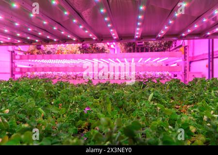 James Hutton Institute vertikale Indoor Farm Hydroponic Grow Room Inteligent groth Solutions Food Stockfoto