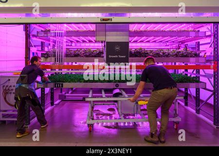 James Hutton Institute vertikale Indoor Farm Hydroponic Grow Room Inteligent groth Solutions Food Stockfoto