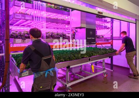 James Hutton Institute vertikale Indoor Farm Hydroponic Grow Room Inteligent groth Solutions Food Stockfoto