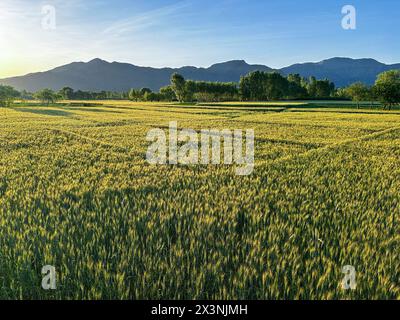 Landwirtschaftliches Feld mit jungen grünen Weizensprossen an einem sonnigen Tag mit blauem Himmel Hintergrund Stockfoto