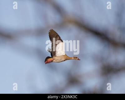 Ägyptische Gans, die hinter den Ästen eines Baumes am Ufer des Flusses Douro im Norden Portugals fliegen Stockfoto