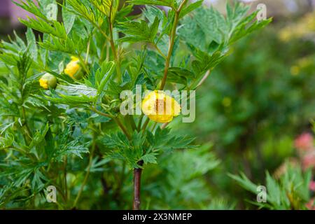 Frühling bis Sommer blühender gelber Trollius x Cultorum Superbus in der Blüte in Kent, Südosten Englands Stockfoto