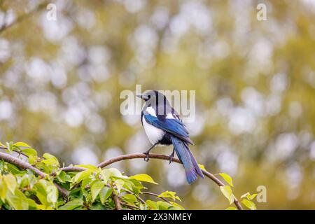 Eine Hochglanzmagpie, Pica pica, thront im Frühjahr auf einem Zweig im RHS Garden Wisley, Surrey, Südosten Englands, mit schillernden dunkelblauen Federn Stockfoto