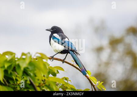 Eine Hochglanzmagpie, Pica pica, thront im Frühjahr auf einem Zweig im RHS Garden Wisley, Surrey, Südosten Englands, mit schillernden dunkelblauen Federn Stockfoto