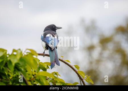 Eine Hochglanzmagpie, Pica pica, thront im Frühjahr auf einem Zweig im RHS Garden Wisley, Surrey, Südosten Englands, mit schillernden dunkelblauen Federn Stockfoto