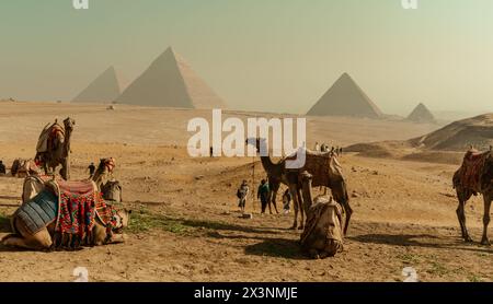 Touristische Transporttiere an den Pyramiden von Gizeh Stockfoto