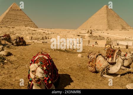 Touristische Transporttiere an den Pyramiden von Gizeh Stockfoto