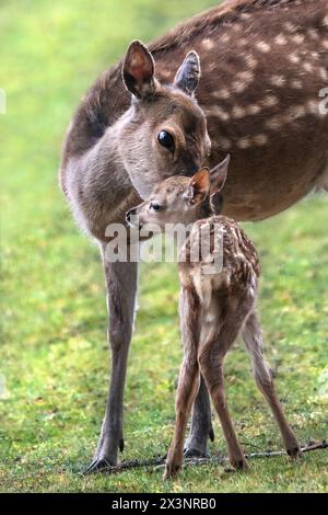 Eine Nahaufnahme eines Brachhirsches (Dama Dama), der sich zärtlich um sein Kitz kümmert Stockfoto