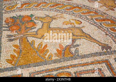 Mosaiken, 4. vorchristlichen Jahrhundert, das Archäologische Museum von Naxos, Burg von Chora, Chora, Insel Naxos, Kykladen, Griechenland Stockfoto