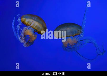 Wassernessel, Orangenqualle oder Chrysaora fuscescens schwimmen im blauen Wasser des Aquarientanks. Wasserorganismen, Tiere, Unterwasserlebewesen, Biodive Stockfoto