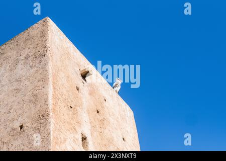 Ein Storch ruht auf einem der Türme der Mauer der befestigten mittelalterlichen Nekropole Chellah in Rabat, Marokko. A historisch und archäologisch Stockfoto