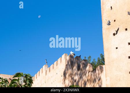 Verschiedene Vögel wie Störche und Tauben an der Mauer der befestigten mittelalterlichen Nekropole Chellah in Rabat, Marokko. Eine historisch-archäologische Stockfoto