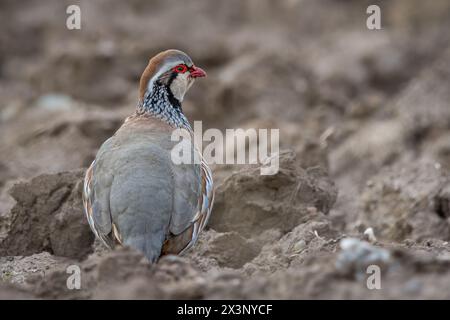 Rotbeiniger Rebhühner (Alectoris rufa), in der Nähe von Newburgh, Fife, Schottland. Stockfoto