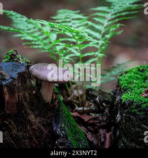 Wilde Miniatur-Landschaft mit Pilzen und Farnen Stockfoto